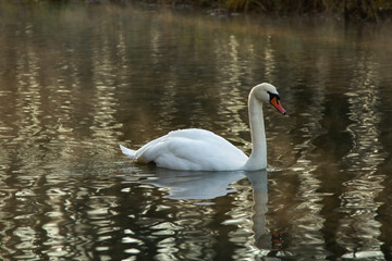 Beautiful of whooper swan on the lake