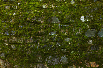 Green texture of cold and wet moss growing on a stone wall in Moncayo Natural Park, Zaragoza province, Aragon, Spain