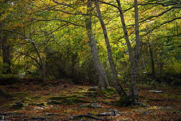 Specimens of beech trees against the light, of twisted trunks covered with wet moss in the Moncayo Natural Park, Zaragoza province, Aragon, Spain