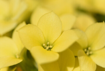 Capturing a Macro of a Yellow Flower Blossom