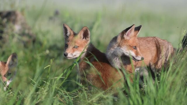 Red Fox Young Pups are playing in the grass. Vulpes vulpes.