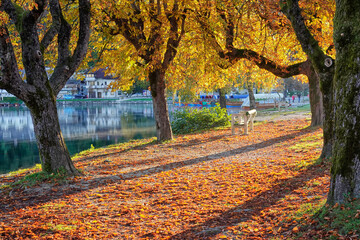 Autumn colours at Bled Lake, Slovenja, Europe