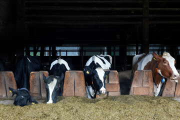 Dairy cows in modern bar in dairy farm cowshed 