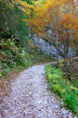 Autumn forest landscape in the National Park of Triglav, Slovenia, Europe