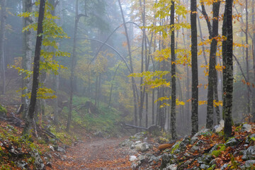 Autumn forest landscape in the National Park of Triglav, Slovenia, Europe