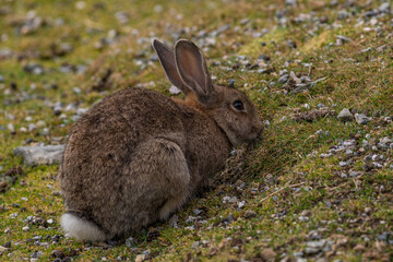 Ein Wildkaninchen kauert fressend im kurzen Gras.