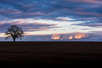 Fototapeta premium Tree in field 