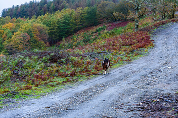 A dirt road goes up the hill with ferns on the sides and a forest in the background. Green and brown autumn leaves and colors. In the middle of the road a small brown and white pony. Dark gray rainy a
