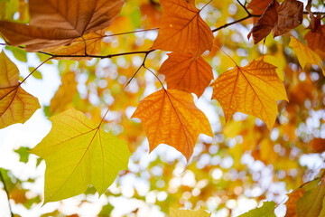 Sycamore leaves that turn yellow in autumn