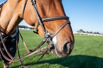 Close up of horse mouth with Bridle and reins - obrazy, fototapety, plakaty