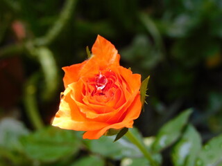 orange rose in garden