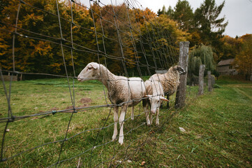 Portrait of beautiful and cute white sheeps standing on the green meadow near the forest (free range) and posing to camera. Sheeps are feeding on the meadow with fence in autumn time.