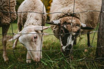 Portrait of beautiful and cute white sheeps standing on the green meadow near the forest (free range) and posing to camera. Sheeps are feeding on the meadow with fence in autumn time.