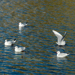 seagulls on the water