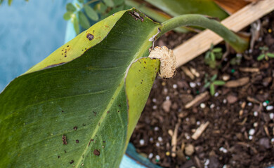 Puss Moth caterpillar going over the edge