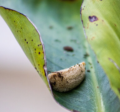 Puss Moth Caterpillar Looking For Food