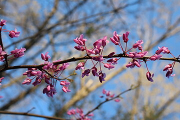 redbud blooms