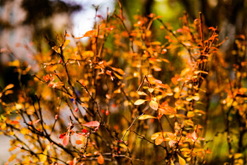 Red creeper on fence in autumn