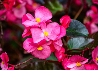 A flower bed of bright pink begonia flowers in the garden.