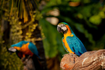 The blue-and-yellow macaw (Ara ararauna), also known as the blue-and-gold macaw
