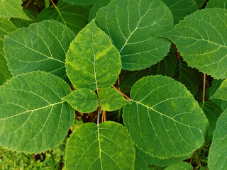 Natural background from variegated green leaves.