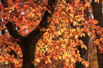 Colorful autumn in the forest