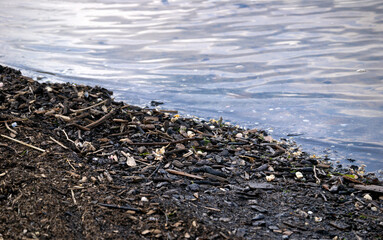 Garbage on the seashore. Branches, old shells, seaweed, chips washed ashore after a storm.