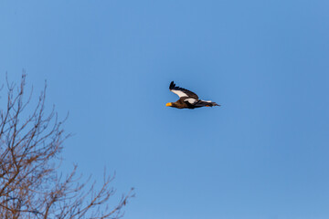 Great Steller's Sea Eagle. Wild nature. Red Book bird eagle flies spread its wings against the background of the blue sky.