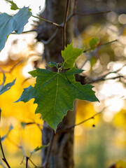 selective focus of a platanus hispanica leaf with blurred background in autumn - autumnal background
