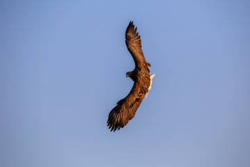 Great Steller's Sea Eagle. Wild nature. Red Book bird eagle flies spread its wings against the background of the blue sky.