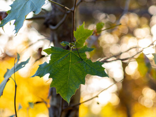 selective focus of a platanus hispanica leaf with blurred background in autumn - autumnal background