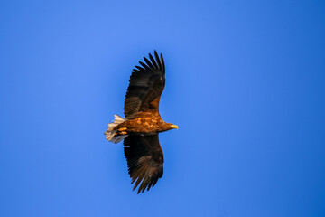 Fototapeta na wymiar Great Steller's Sea Eagle. Wild nature. Red Book bird eagle flies spread its wings against the background of the blue sky.