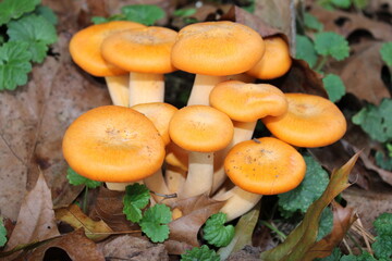 mushrooms in the forest