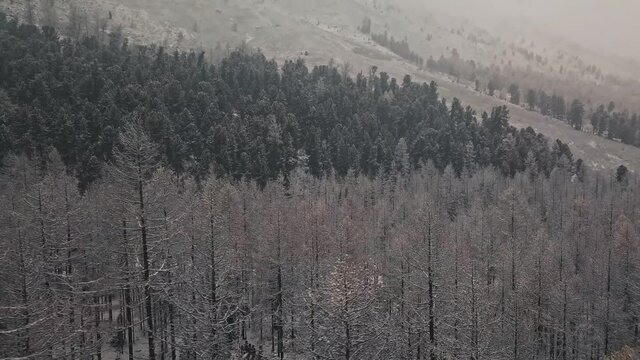 Storm, snowfall in the huge glacier of Mount Belukha, the valley of the Aktru River, the Altai Mountains. Cloudy weather, stone in the snow, storm, wildlife, winter forest, frozen mountain river in