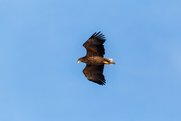 Great Steller's Sea Eagle. Wild nature. Red Book bird eagle flies spread its wings against the background of the blue sky.