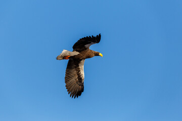 Great Steller's Sea Eagle. Wild nature. Red Book bird eagle flies spread its wings against the background of the blue sky.