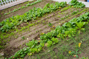 Vegetable field green vegetables, rural life