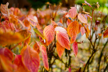 Red creeper on fence in autumn