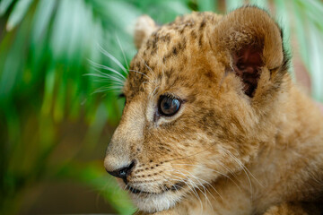 Close up portrait off beautiful little lion