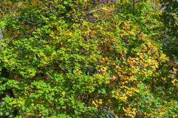 wallpaper with winter leaves