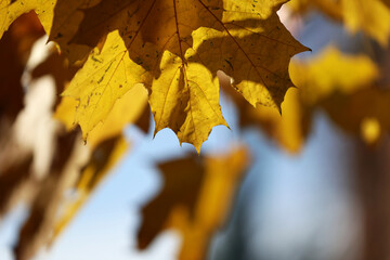 Widok na jesień z różne kolorowymi liśćmi drzew żółto czerwone.  - obrazy, fototapety, plakaty