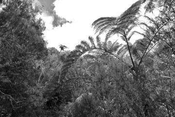 Trek sur l'île de le Réunion dans la plaine des Chicots dans le brouillard et la pluie (forêt tropicale et fougères arborescentes)
