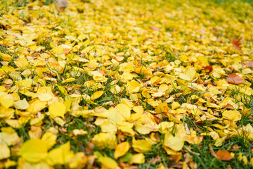 Fallen yellow leaves on autumn road