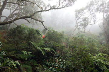 Obraz na płótnie Canvas Trek sur l'île de le Réunion dans la plaine des Chicots dans le brouillard et la pluie (forêt tropicale et fougères arborescentes)