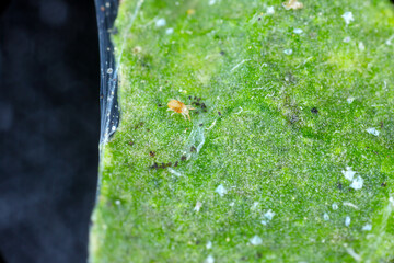 Close-up of Red spider mites (Tetranychus urticae) on leaf. Visible exuviae, eggs, faeces, cobwebs and damaged plant cells. It is a species of plant-feeding mite a pest of many plants.