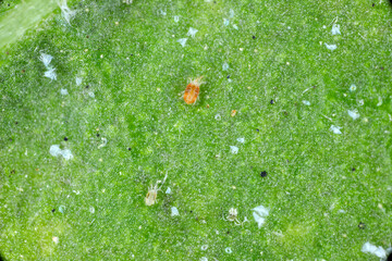 Close-up of Red spider mites (Tetranychus urticae) on leaf. Visible exuviae, eggs, faeces, cobwebs and damaged plant cells. It is a species of plant-feeding mite a pest of many plants.