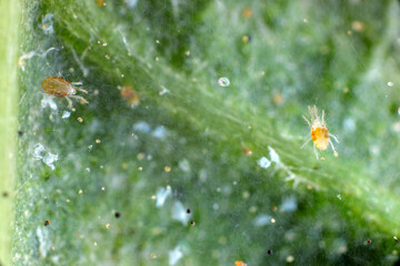 Close-up of Red spider mites (Tetranychus urticae) on leaf. Visible exuviae, eggs, faeces, cobwebs...
