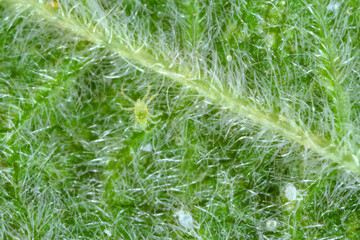Common Vitis vinifera Mite Pests - Grape-Spider mites on the underside of a vine leaf.