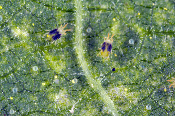 Tetranychus urticae Tetranychidae (red spider mite or two-spotted spider mite) is a species of plant-feeding mite a pest of many plants.