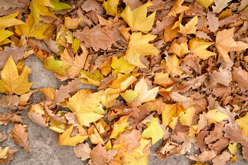 Fallen yellow leaves on autumn road